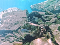 Herichthys carpintis