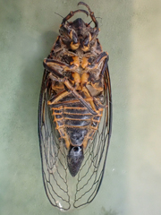 Okanagana occidentalis