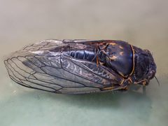 Okanagana occidentalis