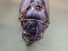 Okanagana occidentalis