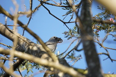 Coracina caesia caesia