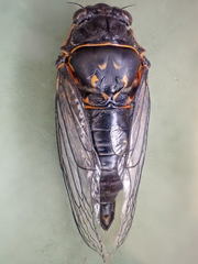 Okanagana occidentalis