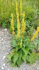 Verbascum nigrum