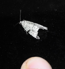 Maliattha concinnimacula