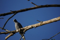 Coracina caesia caesia