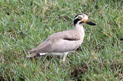 Esacus recurvirostris