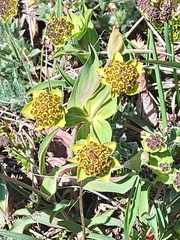 Bupleurum triradiatum