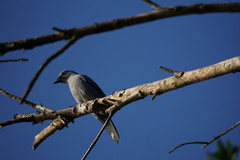 Coracina caesia caesia