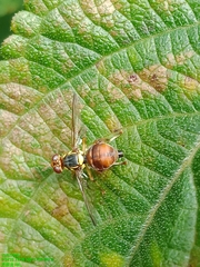 Bactrocera dorsalis