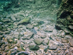 Herichthys carpintis