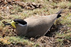 Vanellus malabaricus