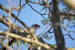 Coracina caesia caesia