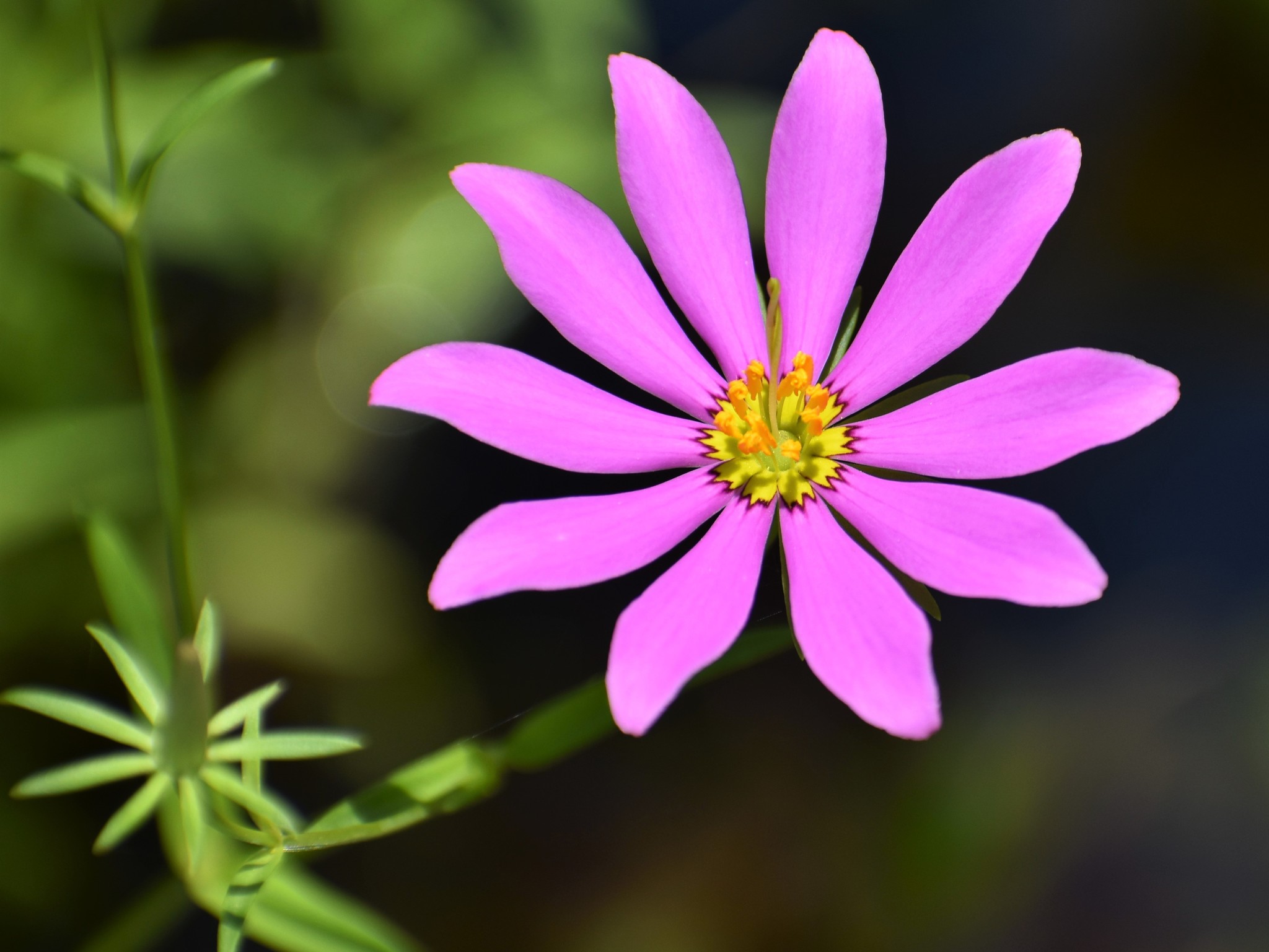 Sabatia dodecandra