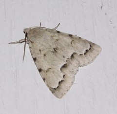 Acronicta innotata