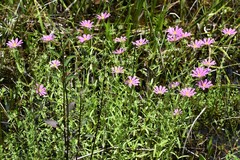 Sabatia dodecandra
