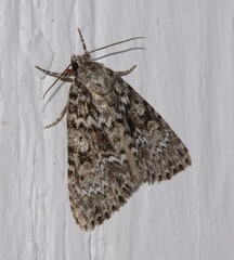 Acronicta fragilis