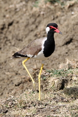 Vanellus indicus lankae