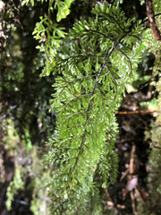 Hymenophyllum dentatum