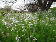 Raphanus sativus raphanistroides