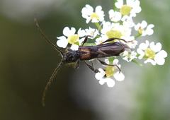 Molorchus umbellatarum