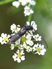 Molorchus umbellatarum