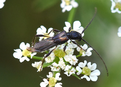 Molorchus umbellatarum