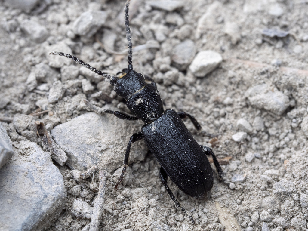Neospondylis upiformis