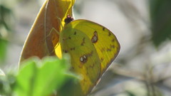 Phoebis sennae
