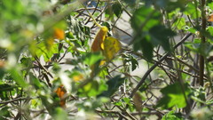 Phoebis sennae