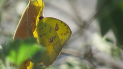 Phoebis sennae