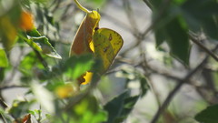 Phoebis sennae