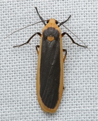 Brunia dorsalis