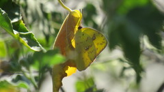 Phoebis sennae