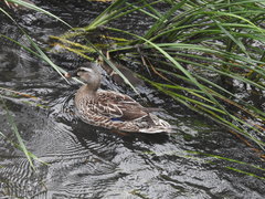 Anas platyrhynchos × zonorhyncha