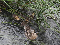 Anas platyrhynchos × zonorhyncha