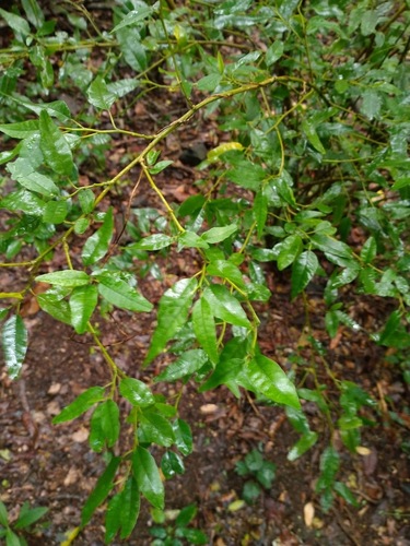 Monococcus echinophorus (Monococcus echinophorus)