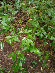 Monococcus echinophorus