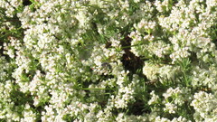Aculeata