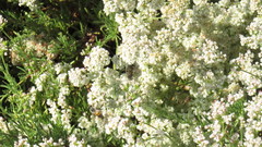 Aculeata