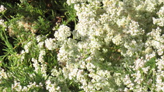 Aculeata