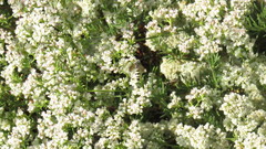 Aculeata