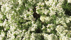 Aculeata