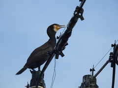 Phalacrocorax carbo