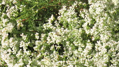 Aculeata