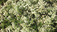 Aculeata