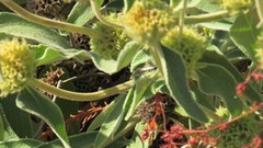 Aculeata