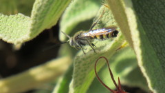 Aculeata