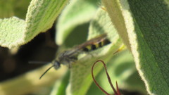 Aculeata