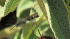 Aculeata