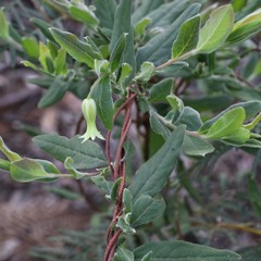 Billardiera mutabilis